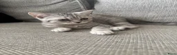 British Shorthair cats for sale: One GCCF BSH girl ready to leave  - Advert 3