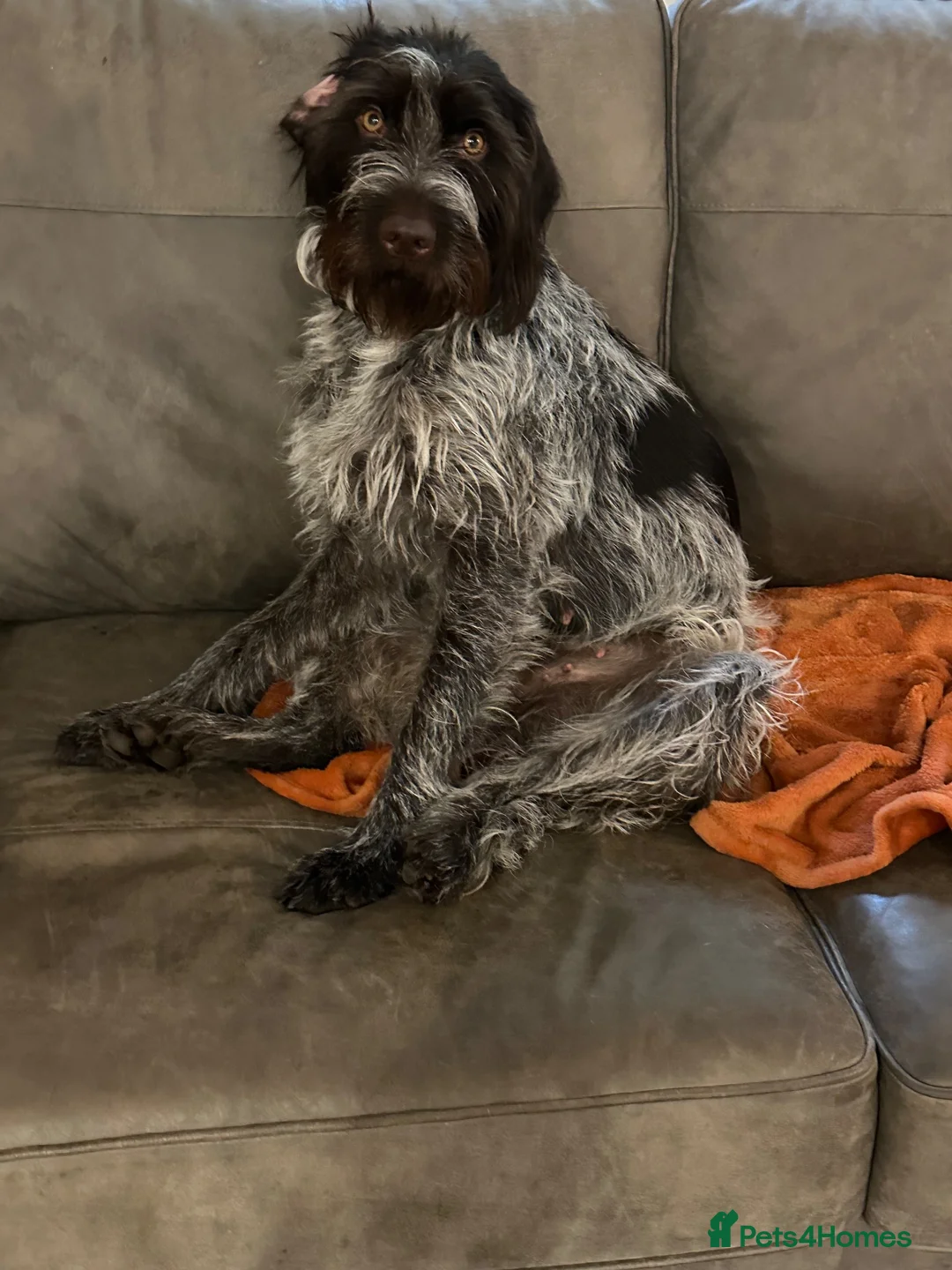 German Wirehaired Pointer dogs for sale: German Wire haired pointer puppies  in Abergavenny - Advert 4