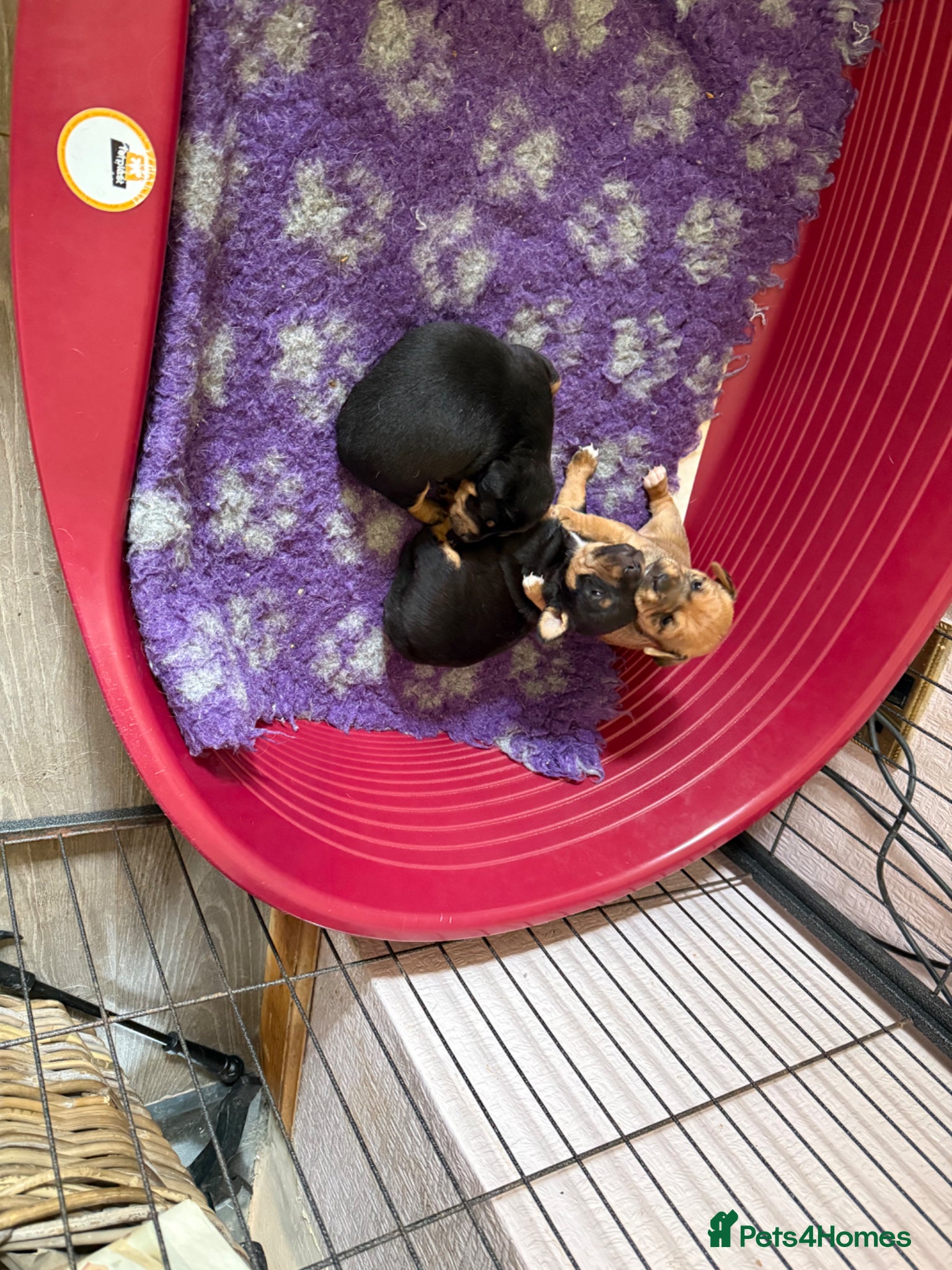 Jack Russell dogs Beautiful small bred Jack Russell puppies  - Advert 2