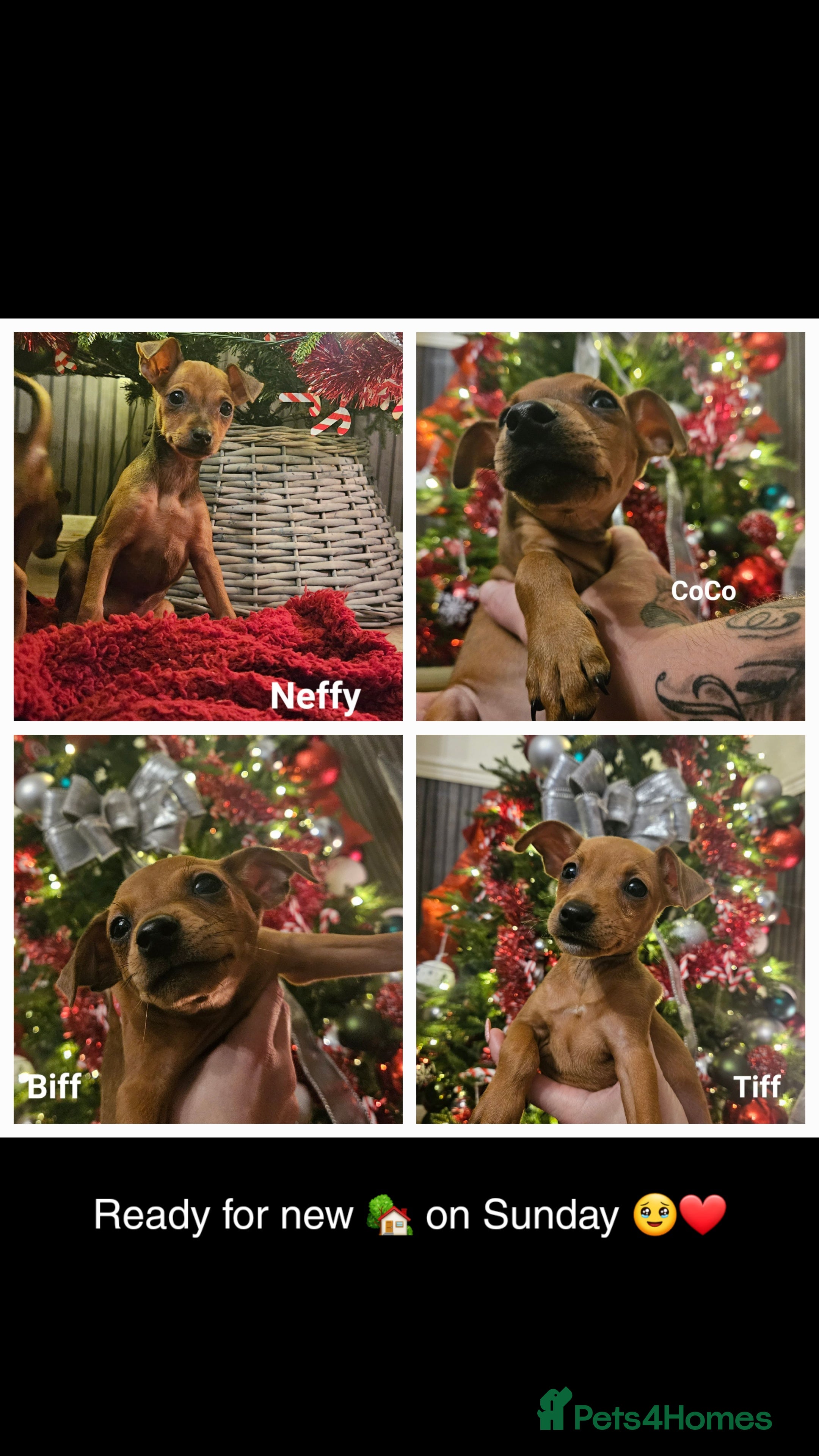 Miniature Pinscher dogs Last two available! Ready now ❤️  - Advert 2