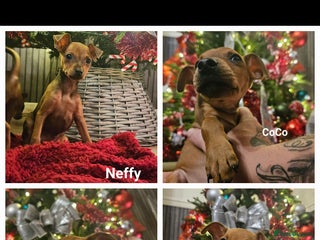 Miniature Pinscher dogs Last two available! Ready now ❤️ - Advert 3