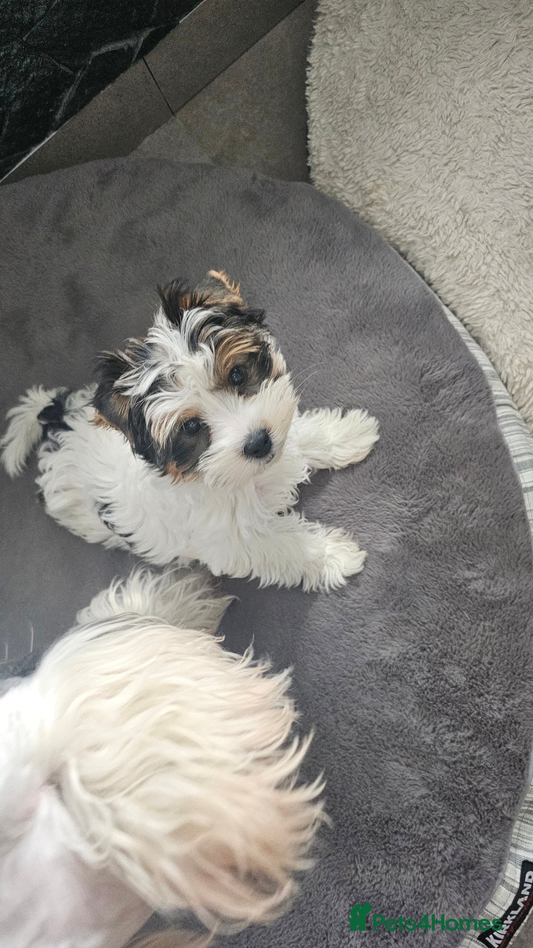 Biewer Terrier dogs for sale: Last girl Pure Biewer yorkshire terrier  - Image 5