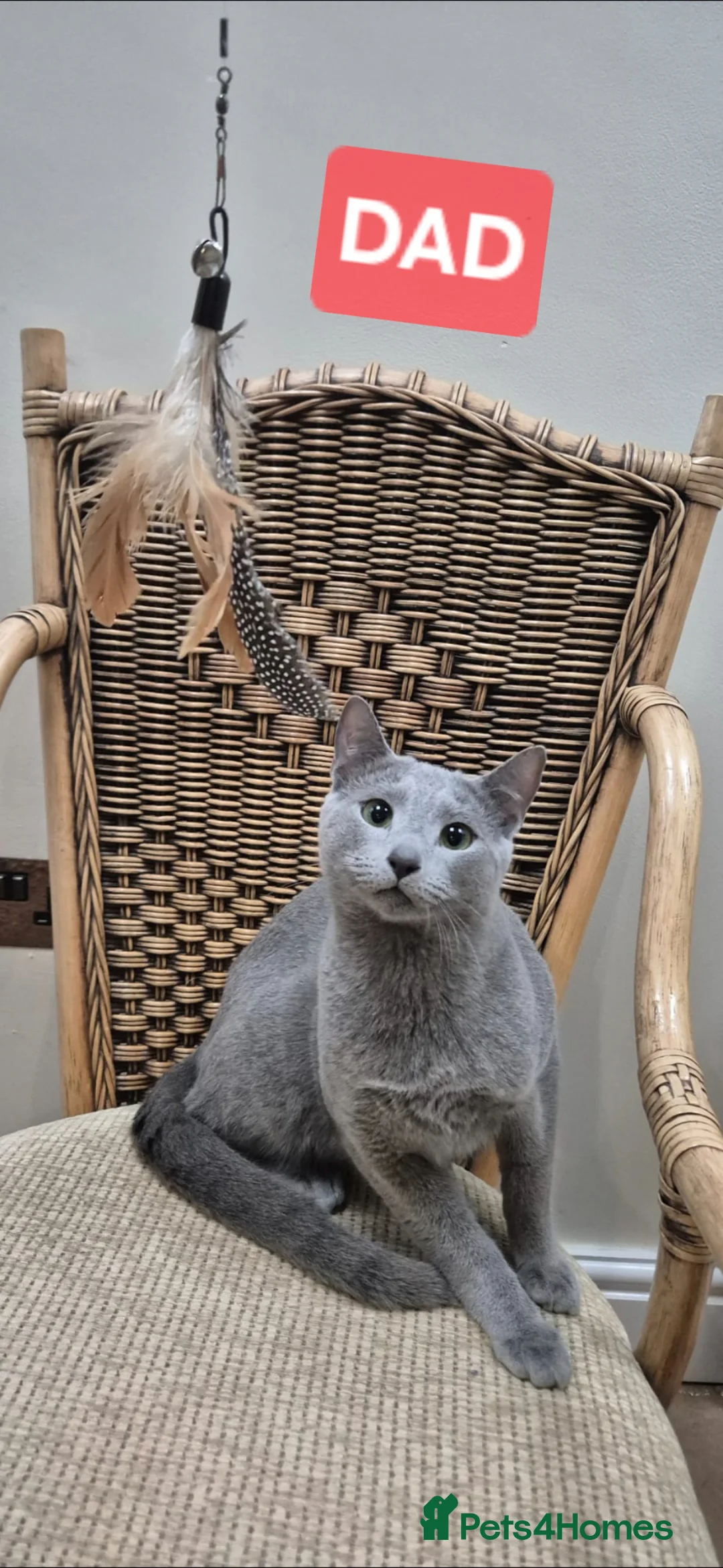 Russian Blue cats for sale: Russian Blue Kittens Loving Homes Only TICA Reg - Advert 2
