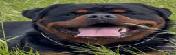 Rottweiler dogs for stud: BEAUTIFUL OLD TYPE BIG BONED ROTTIE! For stud in Mansfield - Advert 6
