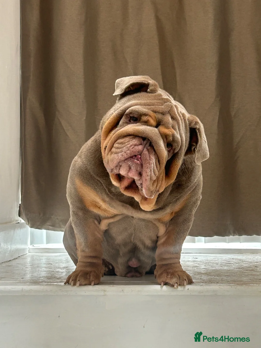 English Bulldog dogs for stud: Gallardo the proven stud full suit lilac and tan in Rochdale - Advert 2