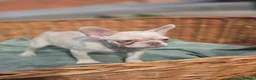 French Bulldog dogs for sale: 4 BEAUTIFUL FRENCH BULLDOGS FOR CHEAP!!!! - Advert 19