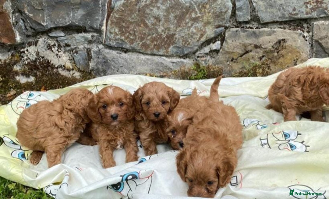 Cavapoo dogs for sale: Ruby red cavapoo puppies - Advert 3