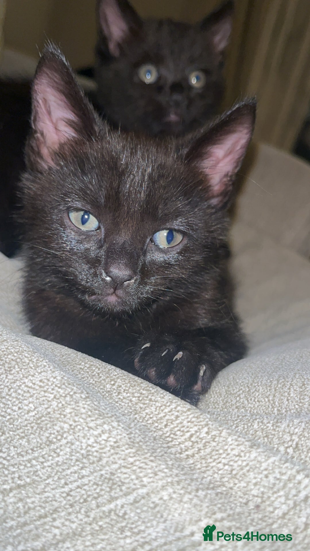 Domestic Shorthair cats for sale: Beautiful black kittens  - Advert 5