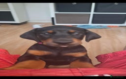 Dobermann dogs for sale: Beautiful Doberman puppies 3 boys 3 girls for sale - Image 17