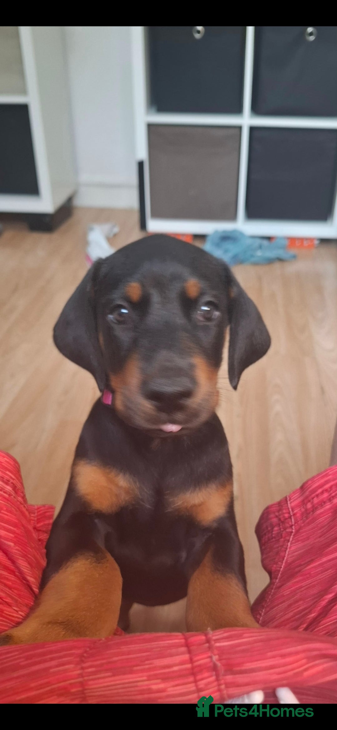 Dobermann dogs for sale: Beautiful Doberman puppies 3 boys 3 girls for sale - Image 17