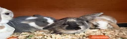 Mixed Breed rabbits for sale: Clarances kits - Advert 1