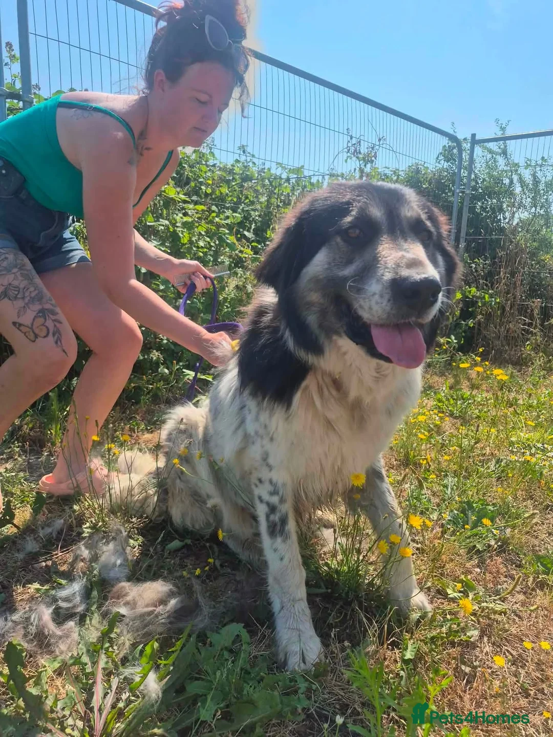Mixed Breed dogs for adoption: Matilda - Norwich Norfolk  - Advert 1