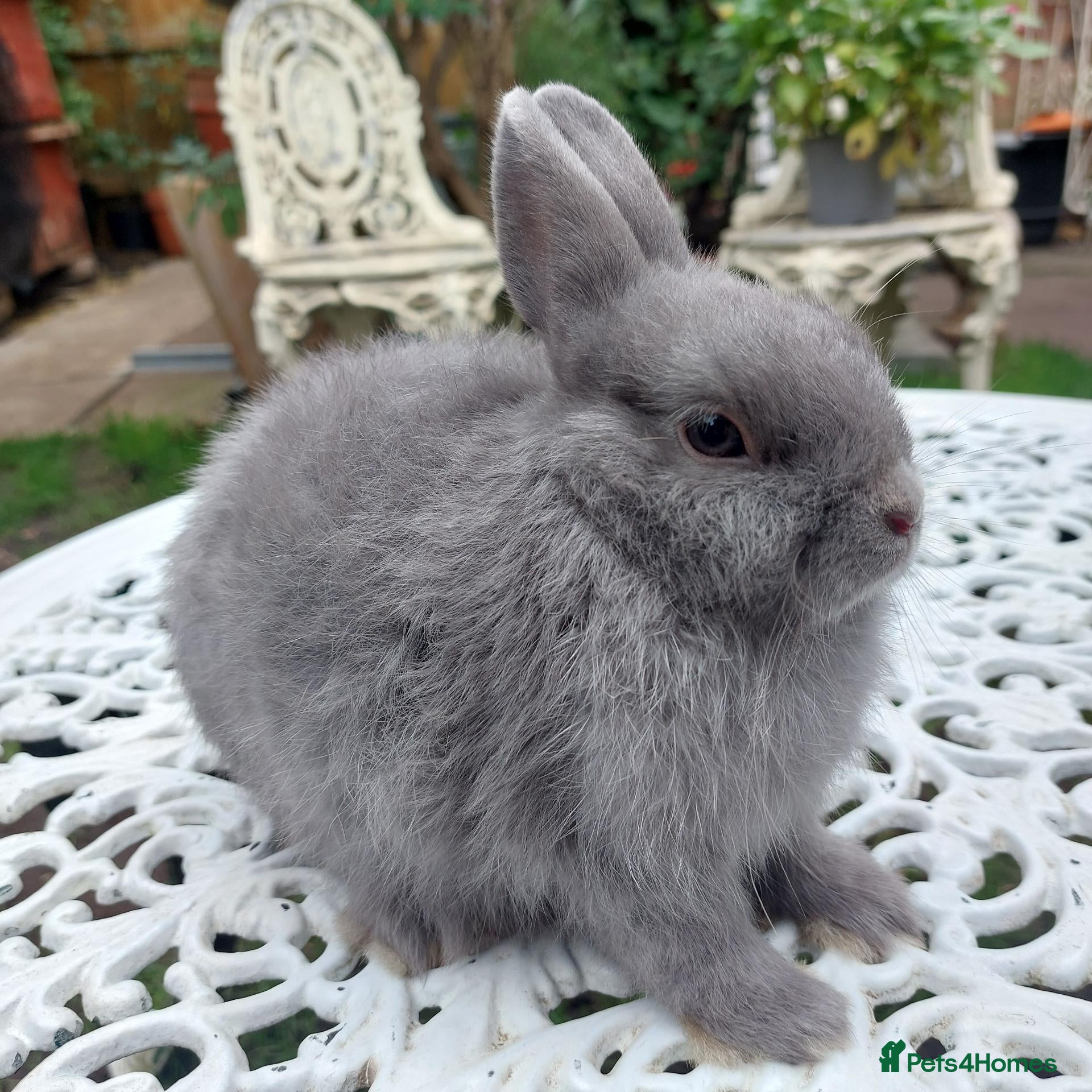 Netherland Dwarf rabbits STUNNING NEATHERLAND DWARF X JERSEY WOOLY X BABIES - Advert 1