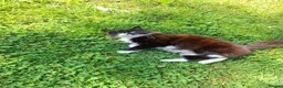 Mixed Breed cats for sale: Very affectionate black and white female cat. - Advert 5