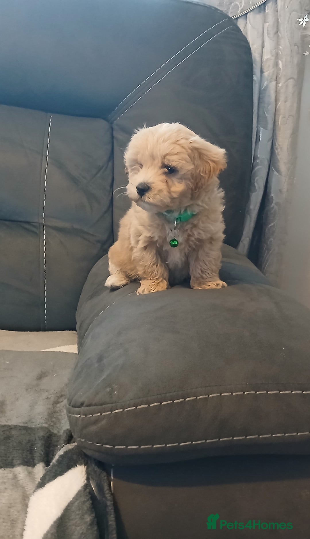 Maltipoo dogs for sale: Maltipoo puppies - Advert 2