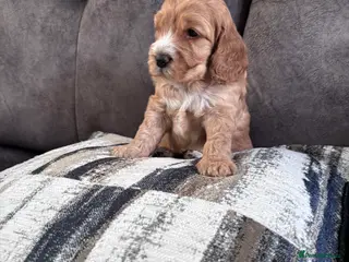 Cockapoo dogs F1 Cockapoo puppies - one little boy remaining - Advert 2