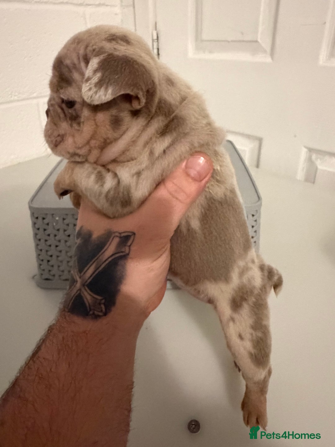 English Bulldog dogs for sale: A LITTER NOT TO BE MISSED 🔥 - Advert 9