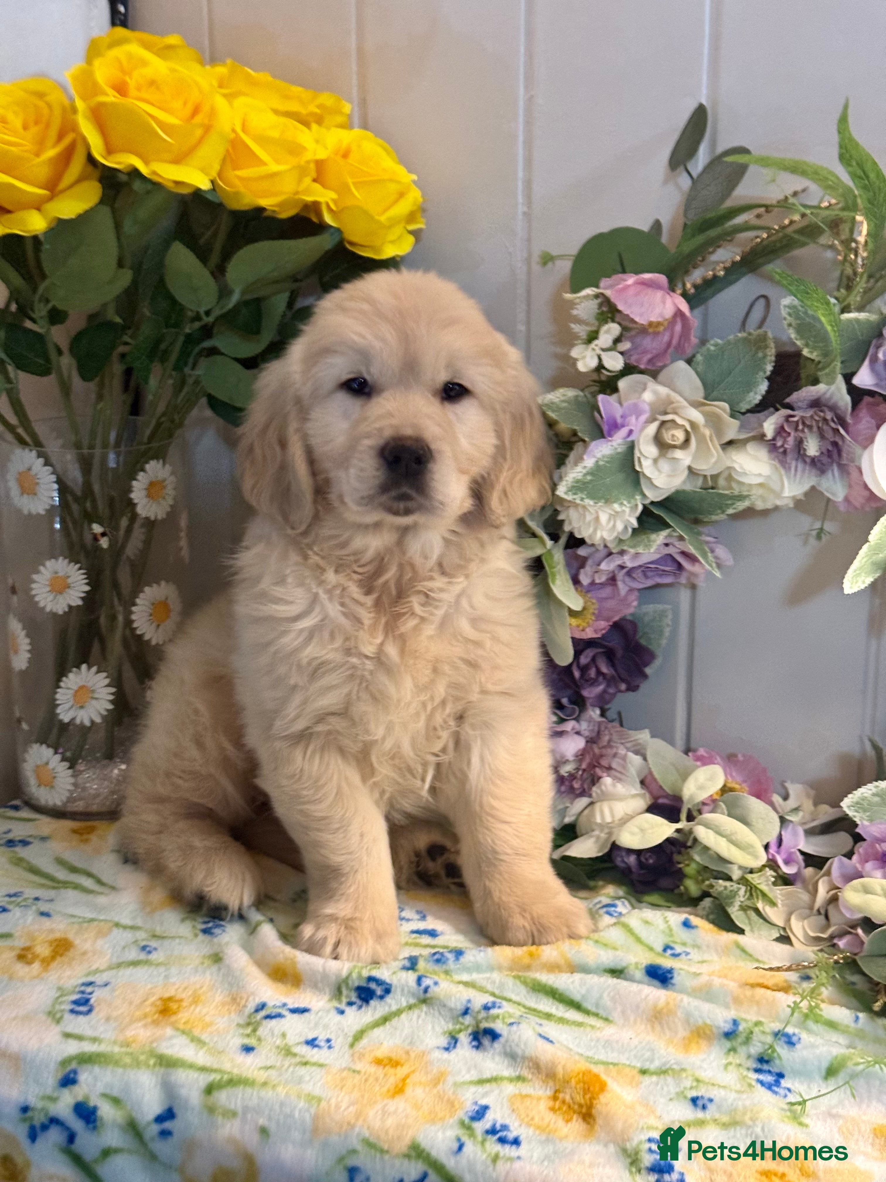 Golden Retriever dogs 2 boys  kc reg  cream golden retriever puppies  - Advert 6