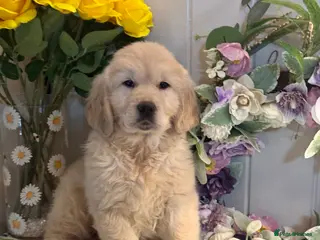 Golden Retriever dogs 2 boys kc reg cream golden retriever puppies - Advert 6