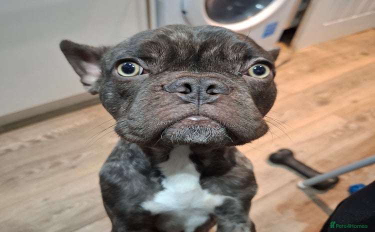 French Bulldog dogs - Advert 6