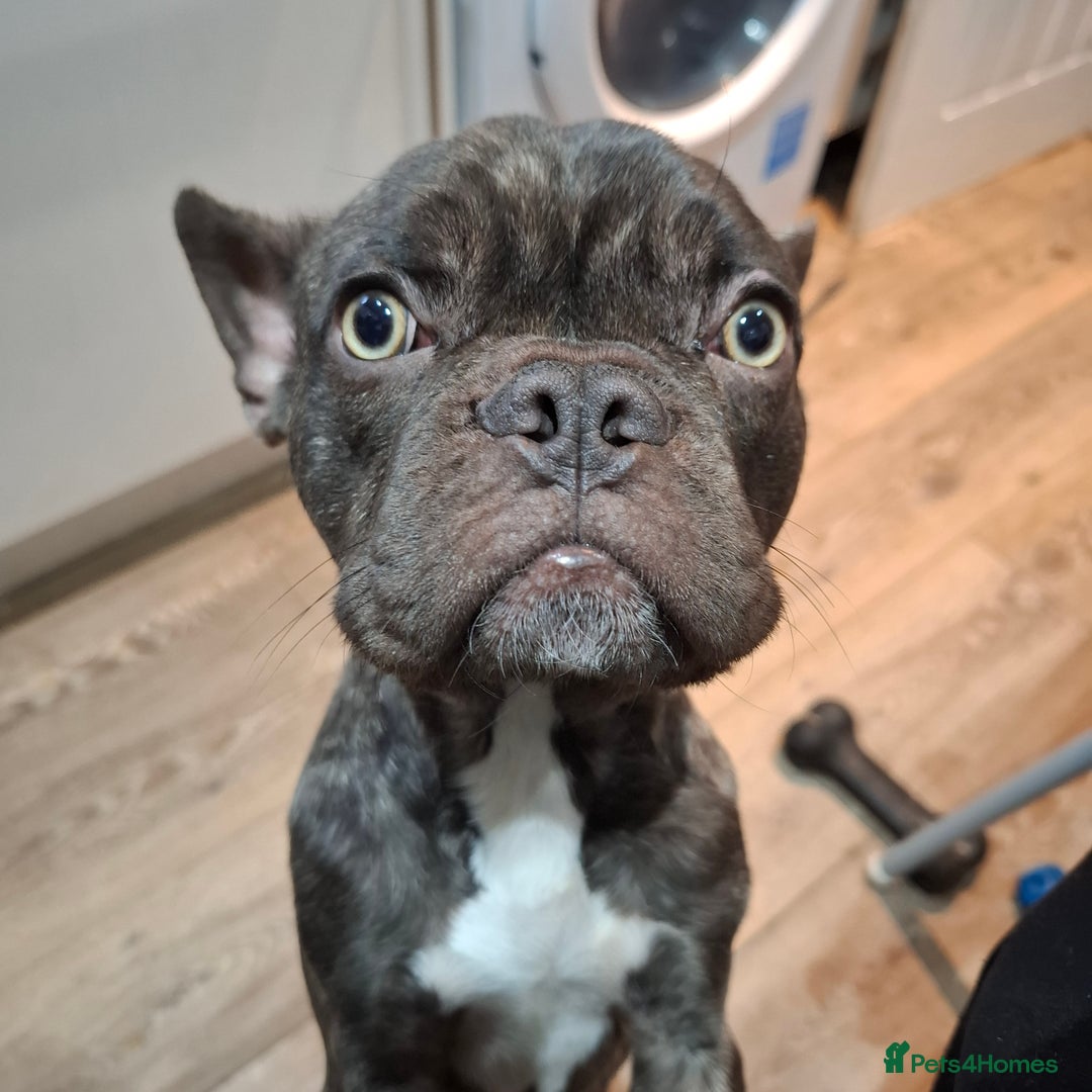 French Bulldog dogs for sale: Loving home needed - Image 1