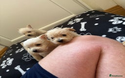 West Highland Terrier dogs for sale: DNA health tested Westie-poos  - Image 3