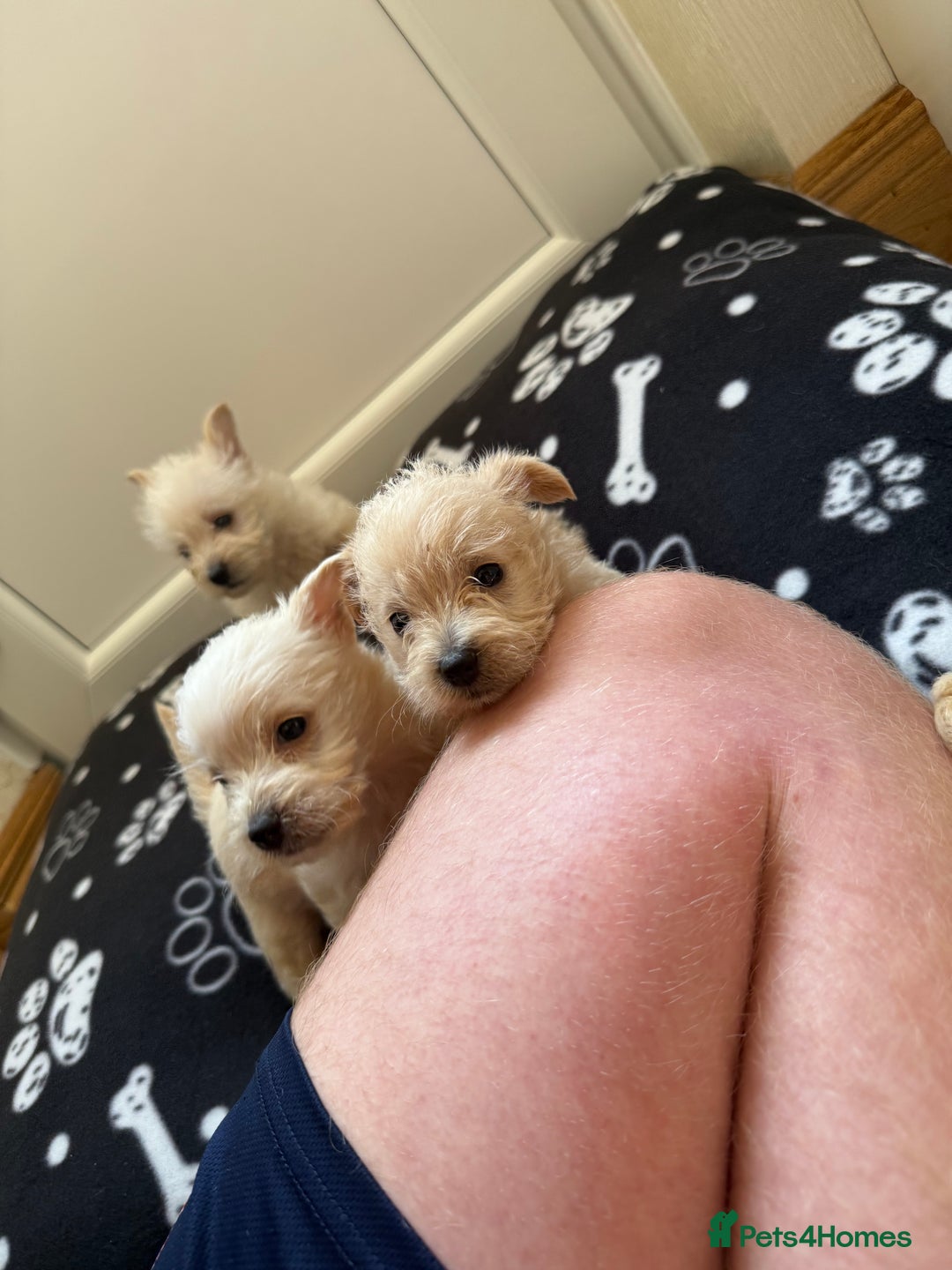 West Highland Terrier dogs for sale: DNA health tested Westie-poos  - Image 3