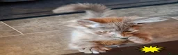 Maine Coon cats for sale: Pets or Breeding Maine Coon kittens in Manchester - Advert 10