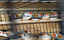Finches birds for sale: Exhibition Zebs / Heck’s / stars and more - Image 7