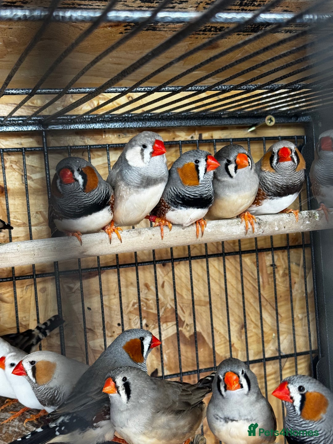 Finches birds for sale: Exhibition Zebs / Heck’s / stars and more - Image 7