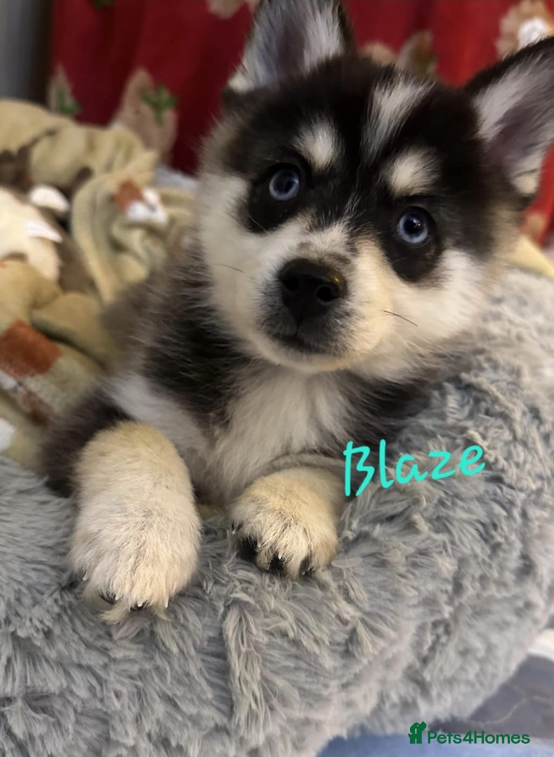 Pomsky dogs for sale: 3 Boys leftStunning Blue eyed F4 Pomsky pups - Advert 1