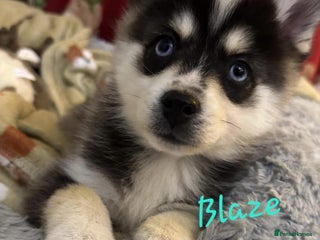 Pomsky dogs Stunning Blue eyed F4 Pomsky pups - Advert 4