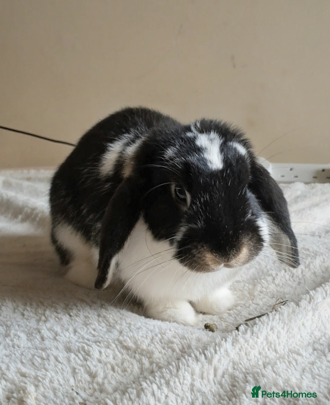 Mini Lop rabbits Female mini lop for sale  - Advert 7