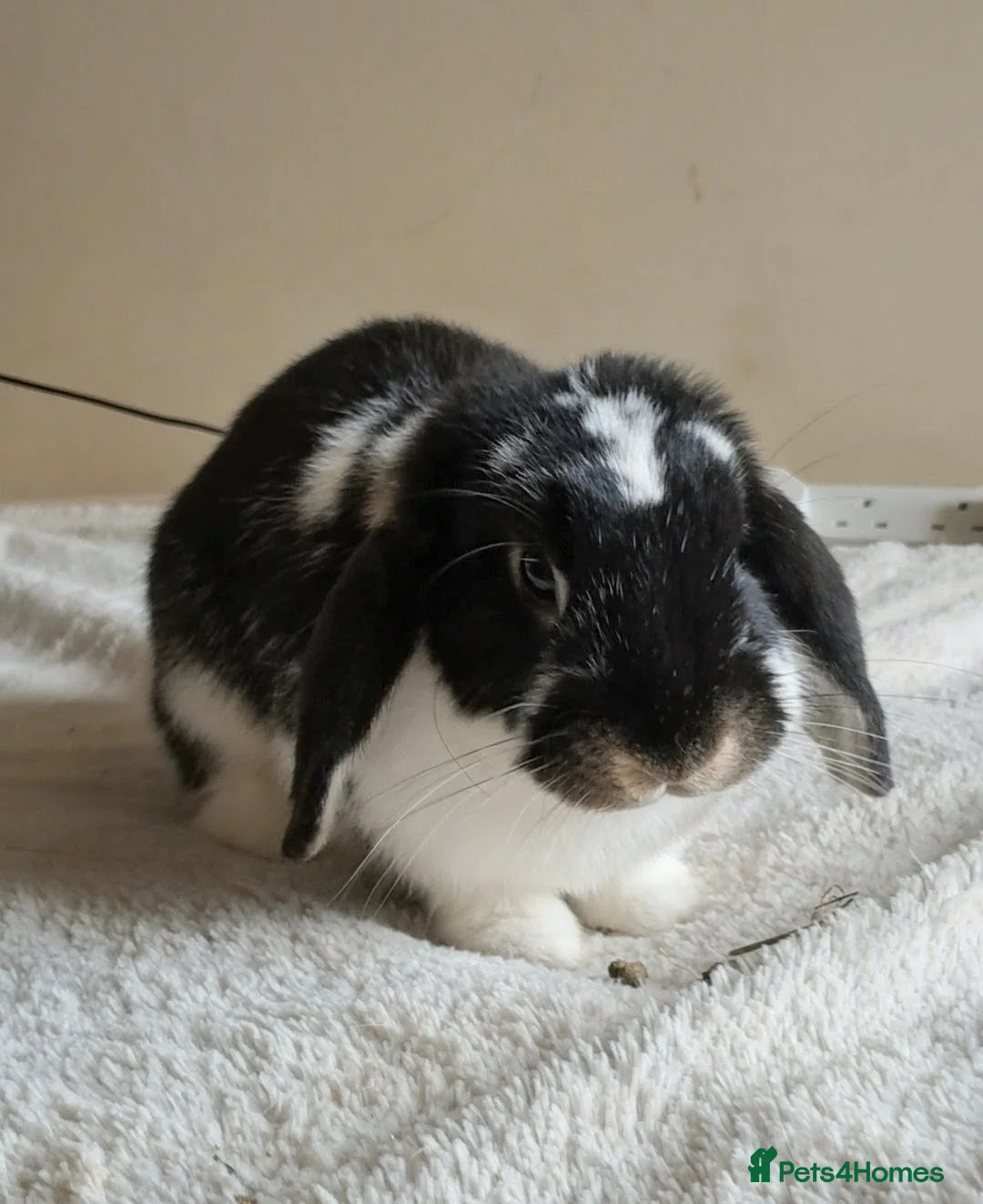 Mini Lop rabbits for sale: Female mini lop for sale  - Advert 1