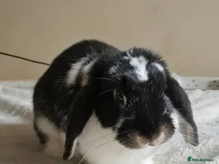 Mini Lop rabbits Female mini lop for sale - Advert 1