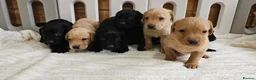 Labrador Retriever dogs for sale: 7 BEAUTIFUL KCREG LABRADORS. HEALTH TESTED PARENTS - Advert 10