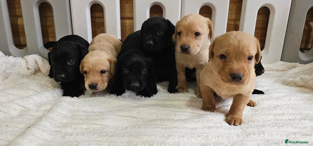 Labrador Retriever dogs for sale: 7 BEAUTIFUL KCREG LABRADORS. HEALTH TESTED PARENTS - Advert 10