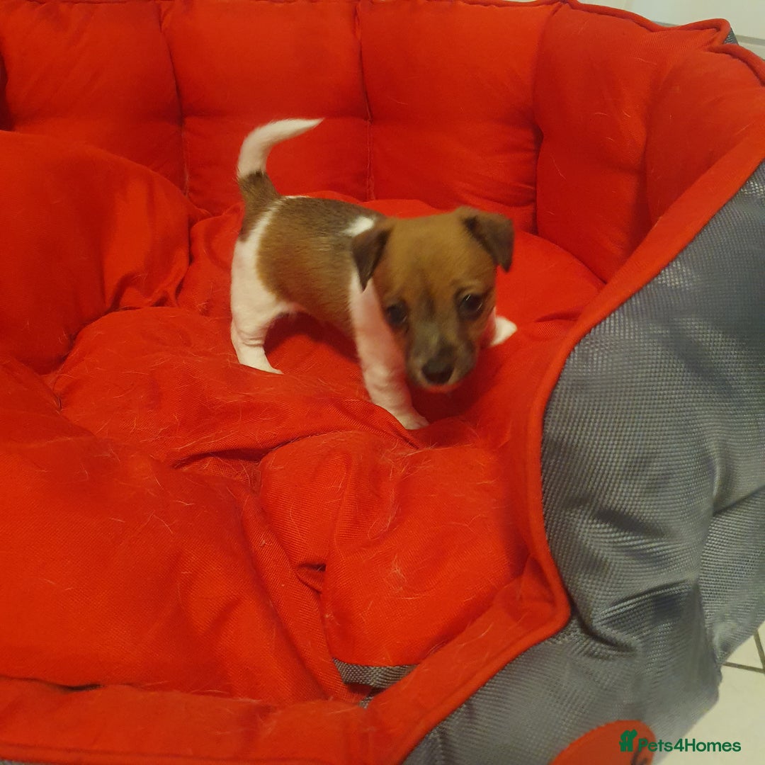 Jack Russell dogs for sale: Jack Russell puppies  - Image 4