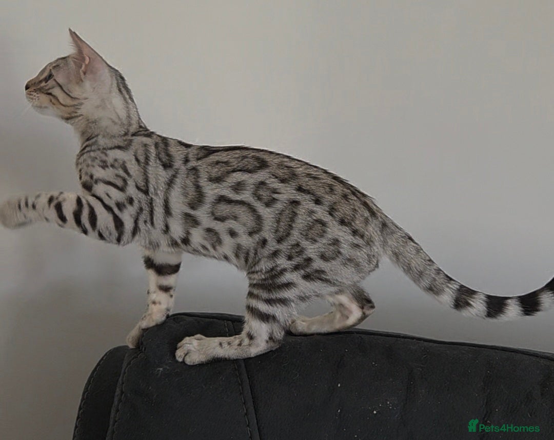 Bengal cats Outstanding Tica Show quality bengal kitten's - Advert 2