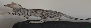 Bengal 3