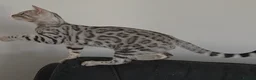 Bengal cats for sale: Outstanding Tica Show quality bengal kitten's - Advert 2
