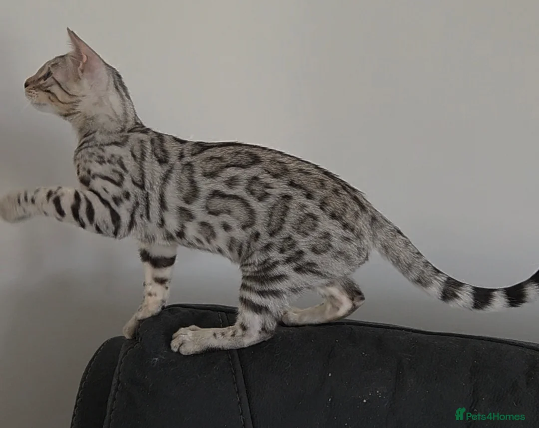 Bengal cats for sale: Outstanding Tica Show quality bengal kitten's - Advert 2