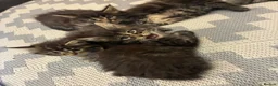 Maine Coon cats for sale: Maine coon baby’s  - Advert 10
