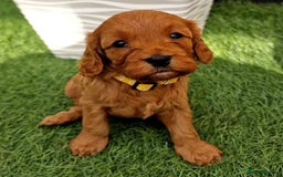 Cavapoo dogs for sale: Cavapoo puppies - Image 5