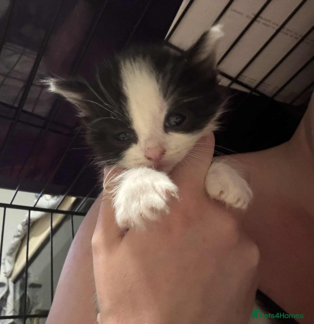 Mixed Breed cats for sale: Mixed kittens for sale  - Image 1