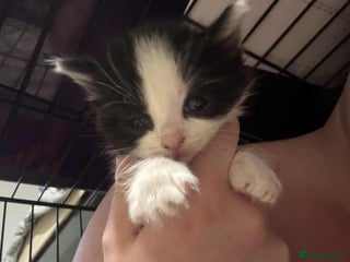 Mixed Breed cats - Advert 31