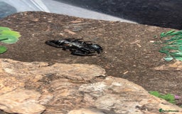 Scorpions invertebrates for sale: Adult Thai flat rock and blue forest scorpion - Advert 4