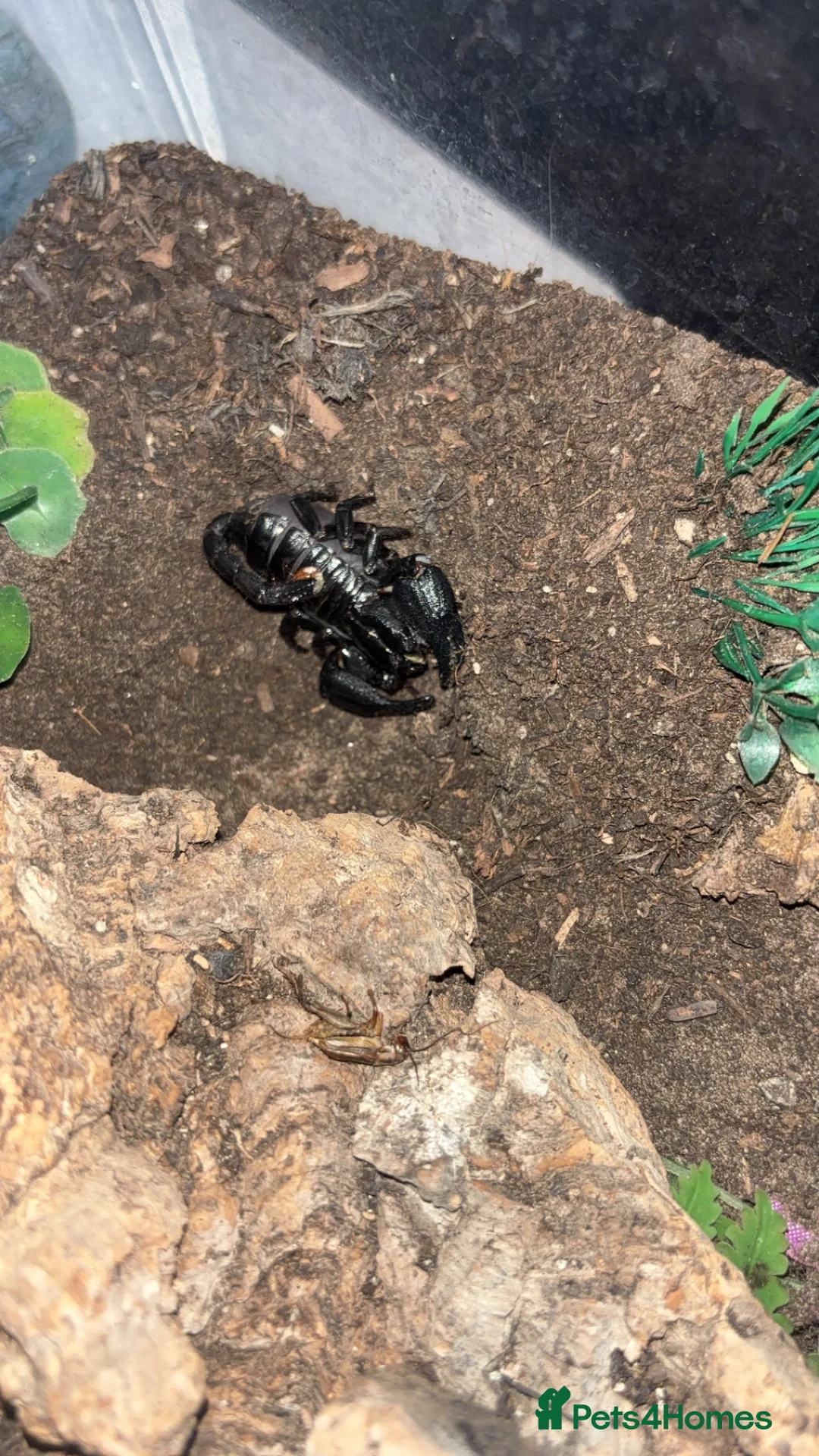Scorpions invertebrates for sale: Adult Thai flat rock and blue forest scorpion - Advert 4