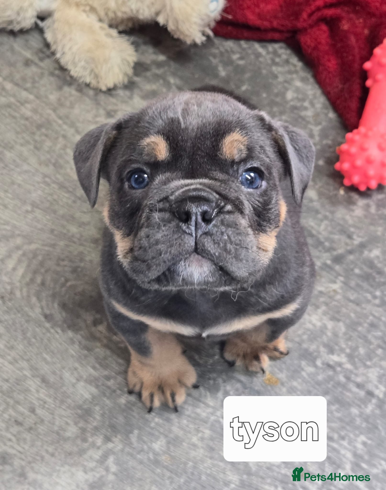 Mixed Breed dogs Olde English bulldog puppies , 2 girls left now  - Advert 1