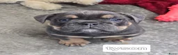 Mixed Breed dogs for sale: Olde English bulldog puppies  - Advert 13